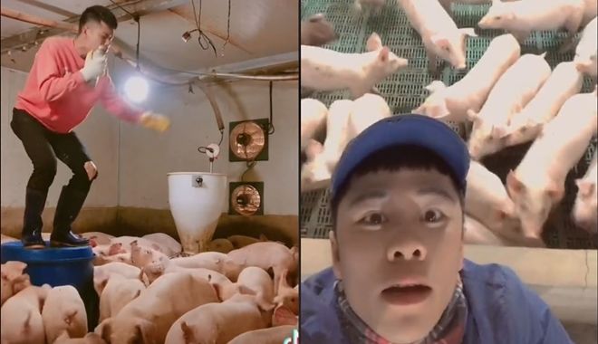 Chàng trai hát say sưa dưới sự cổ vũ nhiệt tình của đàn lợn