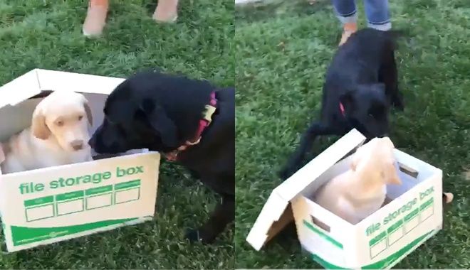 Chú chó phấn khích khi được "sen" tặng 1 chú cún khác