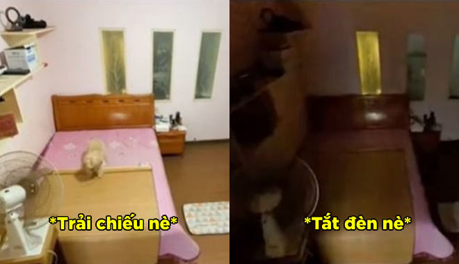 Chú chó thông minh nhất từng thấy: Biết trải chiếu, bật quạt, tắt đèn