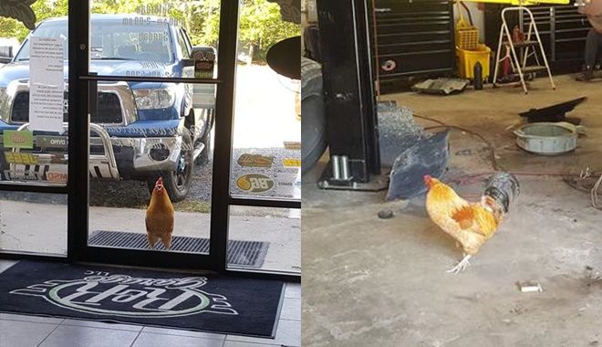 Chú gà cô đơn bỗng nổi tiếng, được chủ xưởng sửa xe nhận làm nhân viên