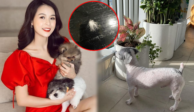 Một chung cư ở SG không cho cư dân nuôi chó: Sam hối hận đã muộn