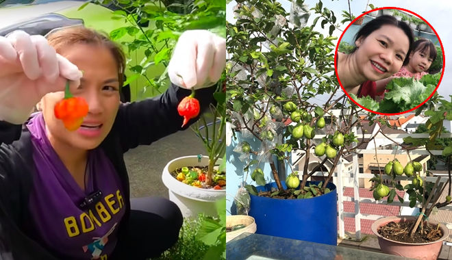 Những bà mẹ trồng rau siêu giỏi: Quỳnh Trần JP có ớt nửa tỷ