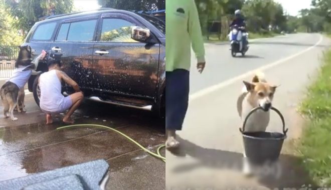 Những chú chó nhiệt tình giúp chủ làm việc nhà: Rửa xe, xách nước