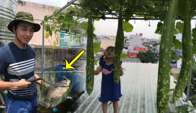 Ông bố SG biến sân thượng cũ thành vườn: trồng rau nuôi cá dư ăn