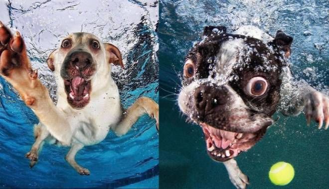Hình ảnh siêu ngố của những chú chó khi ở dưới nước: Ngố nhất là Pug