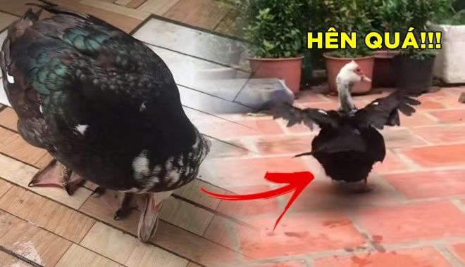 Hy hữu chú vịt hiểu tiếng người, liên tục cúi đầu khi biết sắp ra đi