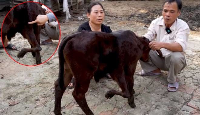 Kỳ lạ chú bò có tới 5 chân, chủ mừng rỡ “hét giá” 1 tỷ gây choáng