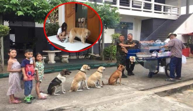 Nhìn cảnh những chú chó xếp hàng chờ đến lượt, trật tự thấy mà thương 