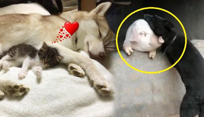 Động vật cũng biết kết bạn: Cún cưng hôn lợn, chó mèo ôm nhau ngủ khì 