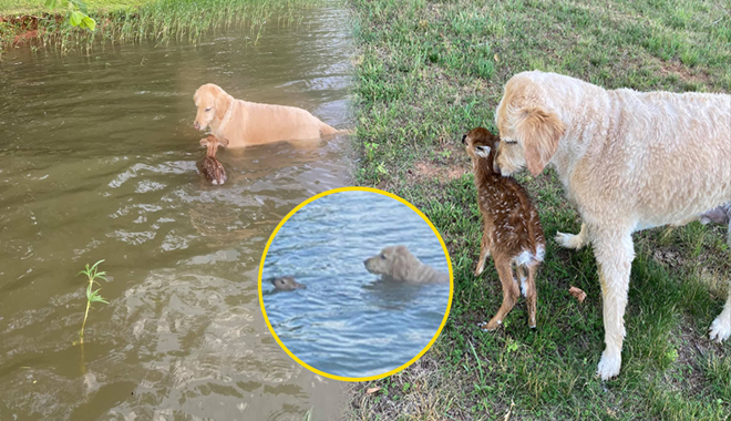 Cảm động chú chó liều mình nhảy xuống sông cứu nai con đang đuối nước