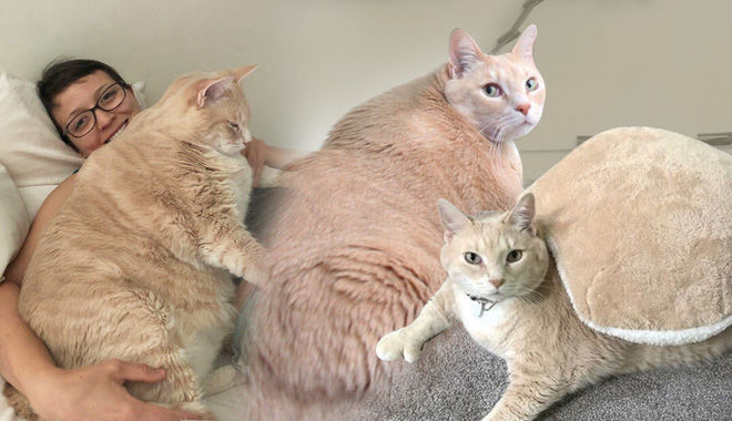 Chú mèo bị “ngải heo” nhập: 3 tuổi đã nặng 15kg gây sốt mạng xã hội