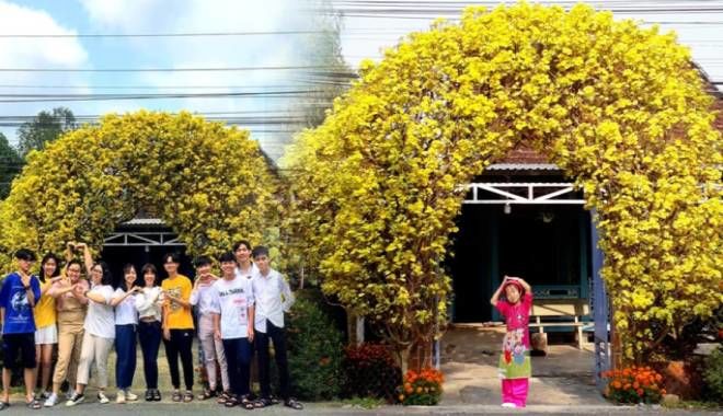 Cổng rào “không đụng hàng” làm bằng 2 cây mai 30 năm tuổi