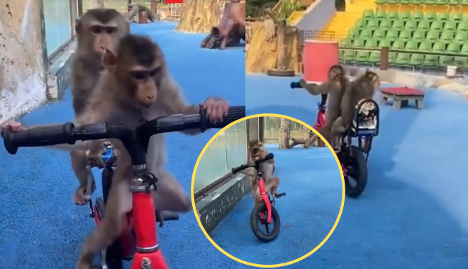 Cưng xỉu 2 chú khỉ "đèo" nhau chạy bon bon trên chiếc xe đạp 