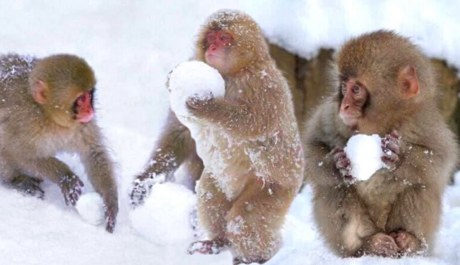 Cưng xỉu trước loạt ảnh nghịch tuyết của những chú khỉ con