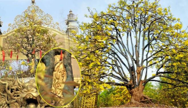 Khu vườn 200 cây mai bạc tỷ ở Đồng Tháp: Có cây 100 năm tuổi dát vàng