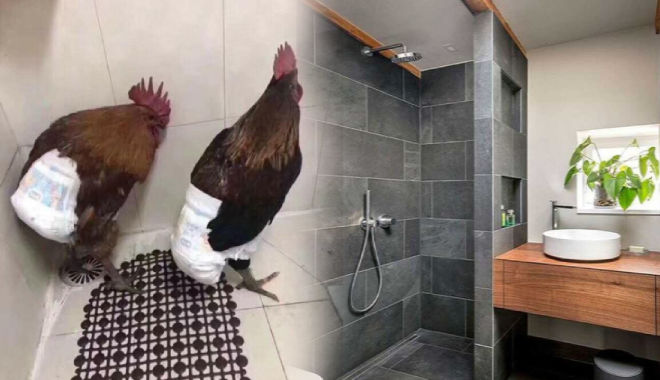 Ở chung cư trữ gà quê trong nhà tắm, còn bọc bỉm cẩn thận