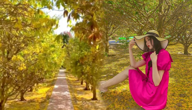 Vườn mai hơn 100 tỷ tại Trà Vinh: Chủ để ngắm chứ nhất quyết không bán