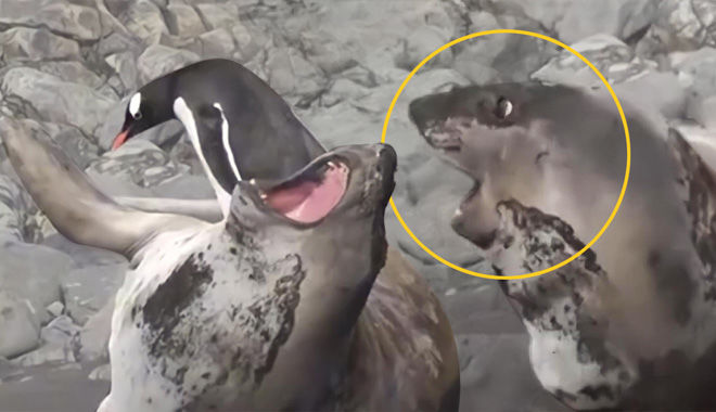 Biểu cảm siêu cưng của hải cẩu khi chim cánh cụt trèo lên người