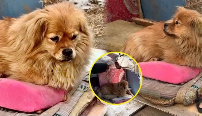 Cảm động chú chó 5 năm chờ chủ: Ánh mắt chỉ hướng về một nơi dù đã già
