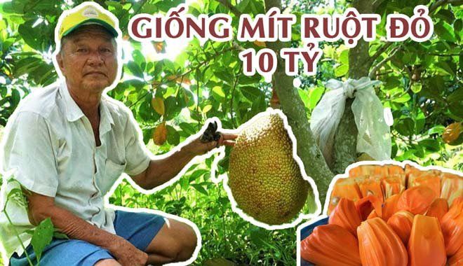 Vườn mít ruột đỏ đặc biệt nhất Việt Nam: trả 10 tỷ nhưng không bán