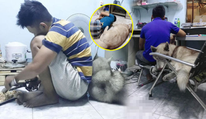 Chồng cả ngày cưng nựng Husky, vợ dỗi: "Không biết ai mới là vợ"