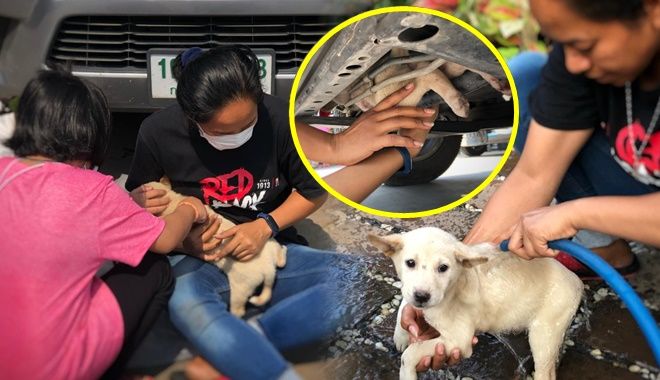 Góc nghị lực: Kẹt dưới gầm ô tô 50km, chú chó vẫn "tiếp đất" an toàn