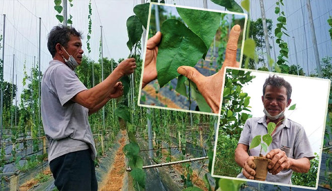 Nhờ trồng cây dại, ông chú Quảng Nam thu tiền tỷ: càng nắng càng tốt