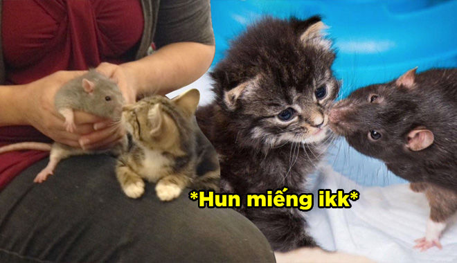Ngược đời chuột làm "bảo mẫu" chăm sóc mèo con: Sống chung từ nhỏ