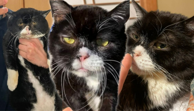 Sở hữu gương mặt thộn, chú mèo Nhật Bản gây sốt hội "con ghiền" meme