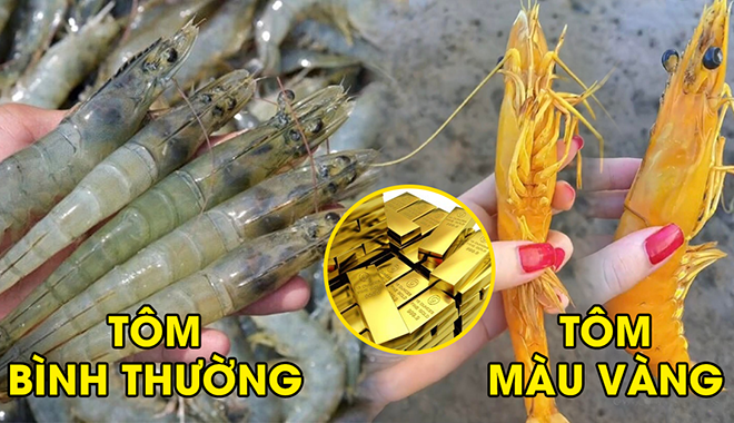Con tôm vàng hiếm ở Việt Nam: ai nhìn thấy sẽ rất may mắn 