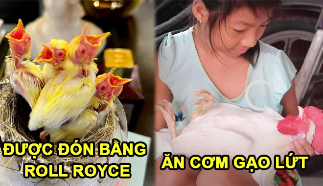 Pet được "cưng như trứng": Sang nhất là chim đón về bằng Rolls Royce