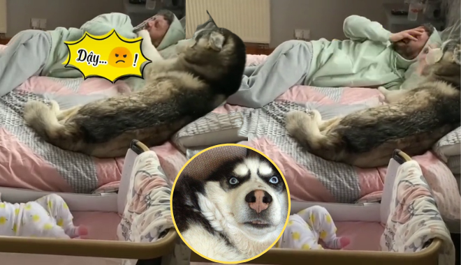 Con quấy mà mãi ngon giấc, sen bị boss tát mấy phát cho tỉnh ngủ 