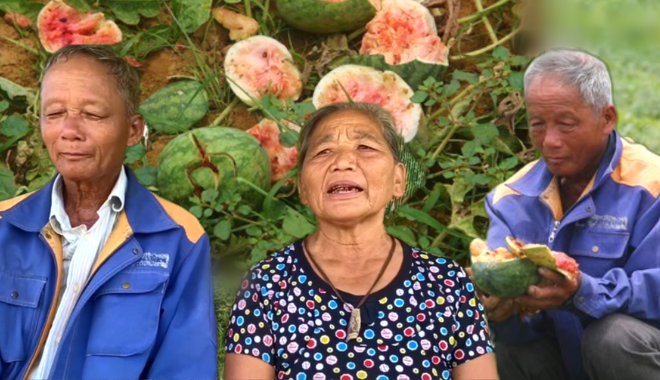 Ấm lòng trước sự bao dung của vợ chồng lão nông chủ ruộng dưa hấu