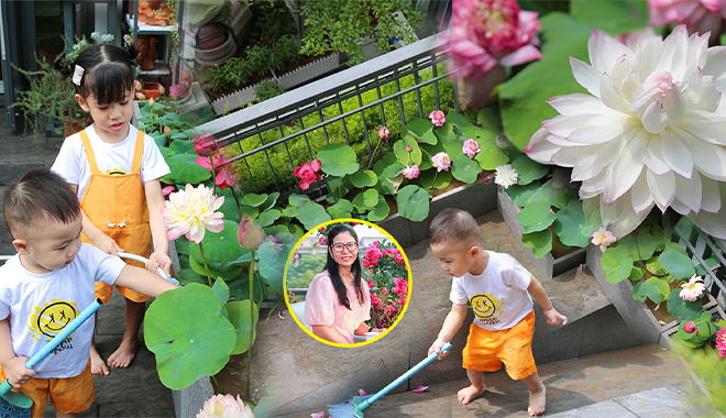 Mẹ đảm khoe "đầm sen" nở rực rỡ ngay tại nhà dành cho người lười