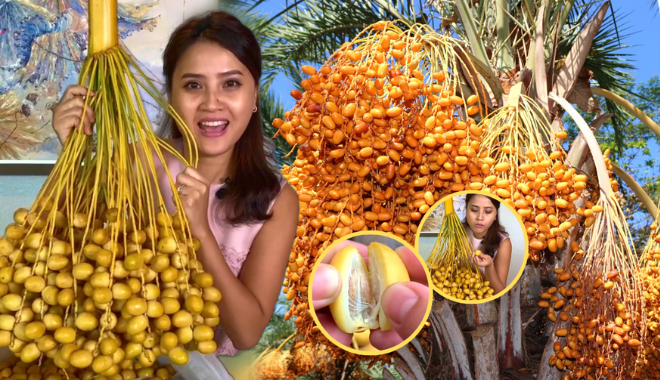Chà là tươi - "trái cây hot nhất TikTok": Giá "chóng mặt" 800k/1kg