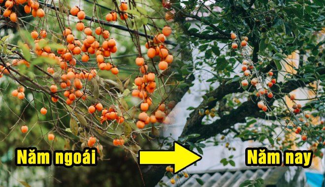 Gắn quả giả "đánh lừa thị giác": Du khách ngã ngửa, đã vậy còn thu phí