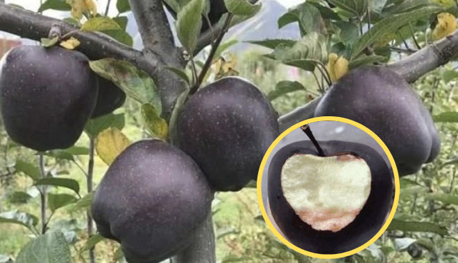 Quả táo đen xì giá nửa triệu: Ngọt hơn mật ong, giòn hơn táo thường