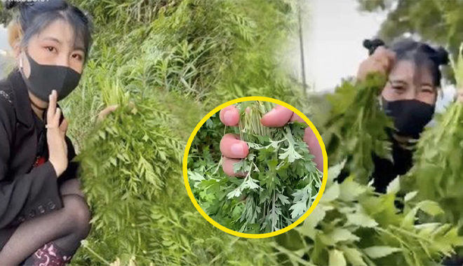 Người trẻ Nhật bất ngờ về món rau ngải cứu ven đường, ngỡ cỏ dại