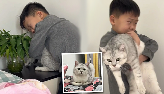 Cậu bé khóc năn nỉ mèo đừng rụng lông để bố mẹ cho tiếp tục nuôi ở nhà