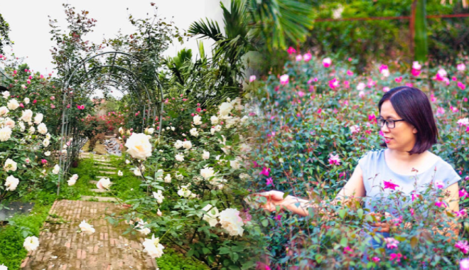 Người vợ chăm sóc vườn hoa hồng 1500m2 để tưởng nhớ chồng
