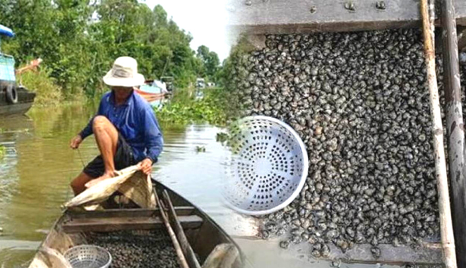 Nghề mò ốc giờ khác rồi, ngày thả lưới, tối thu vào vài triệu đồng